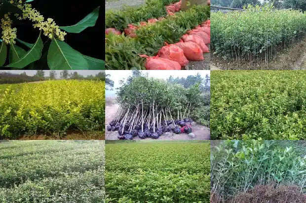 桂花树籽可以吃吗1685667560644