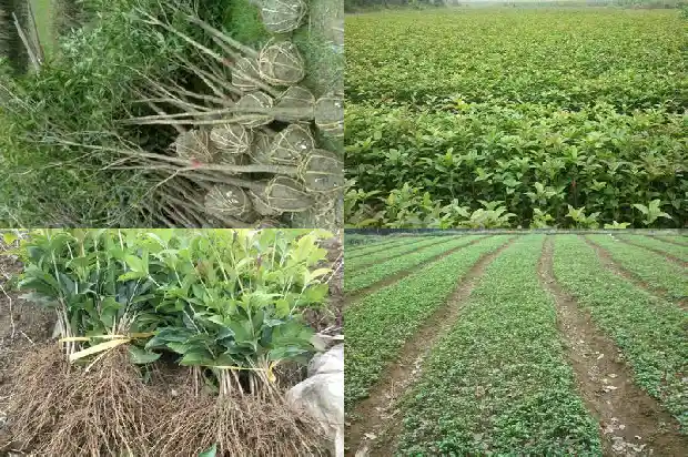 桂花树籽能吃吗?1685667570392