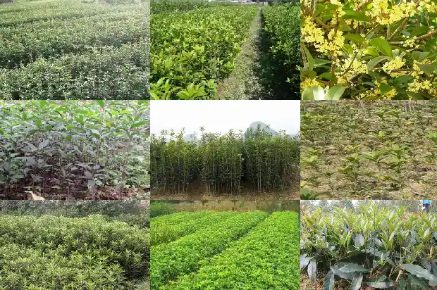 桂花植物简介1688518910794