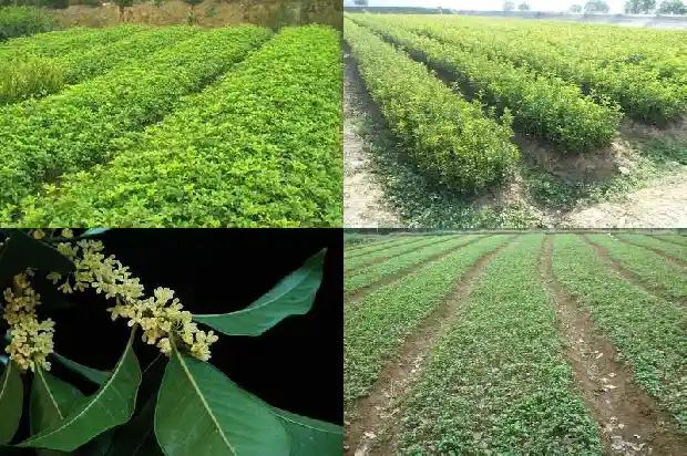 桂花树结的籽怎么泡水喝1685667587543
