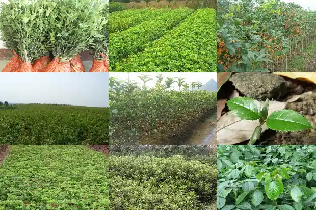桂花树结子吗能吃吗1685667599019