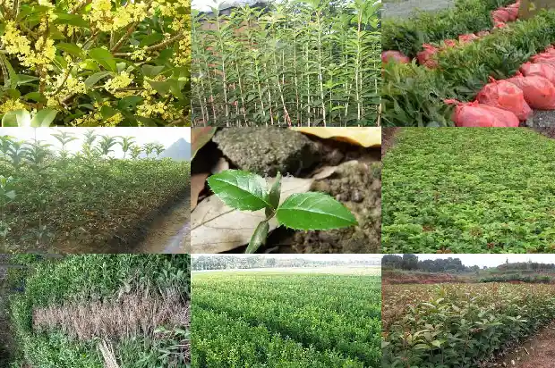 合肥桂花树价格表最新1689985574047