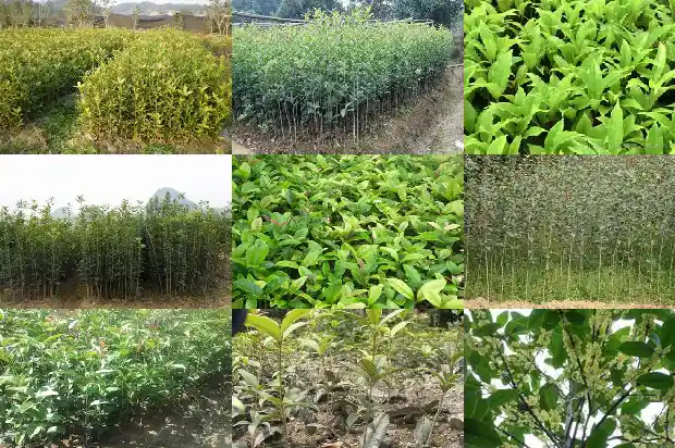 桂花树30公分多少钱一盆呢1690072820829