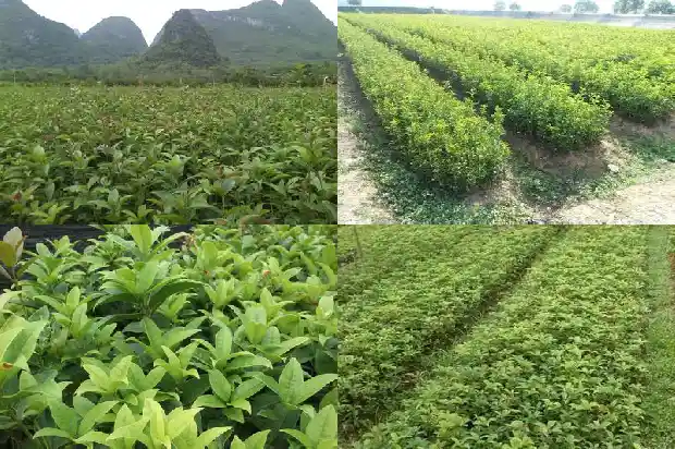 桂花树为什么会结子1685667618076