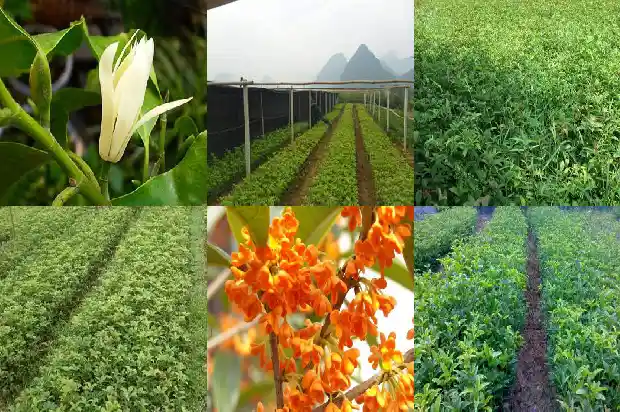 桂花树为什么结子不结果的原因1685667627978