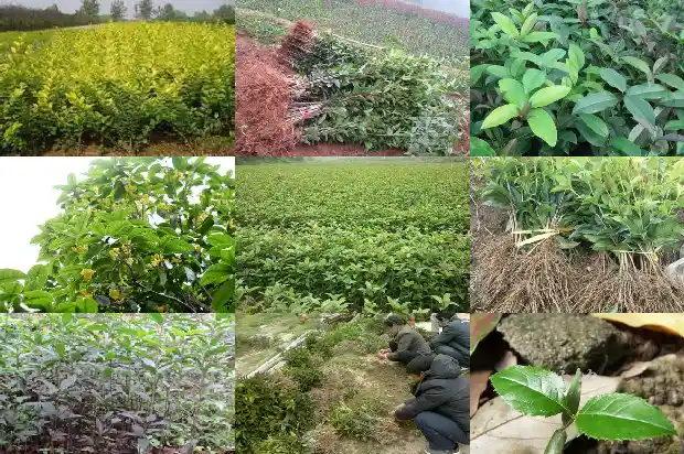 桂花树不开花却结果子什么情况?1685667637466