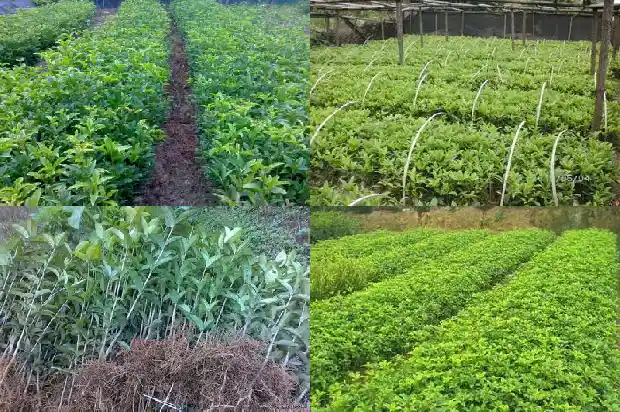 桂花树不开花却结果子什么情况?1685667637514