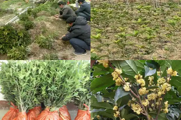 桂花树不开花却结果子什么情况?1685667637560