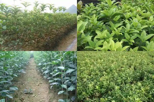 桂花树会不会结种子呀1685667649350