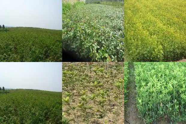 桂花树会长种子吗1685667656803