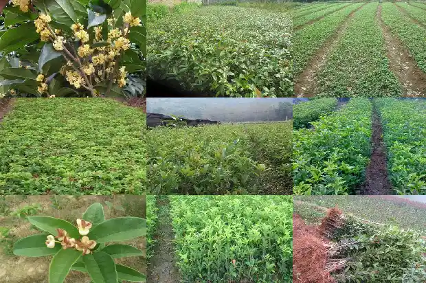 桂花树的品种及价格表大全1689838187852