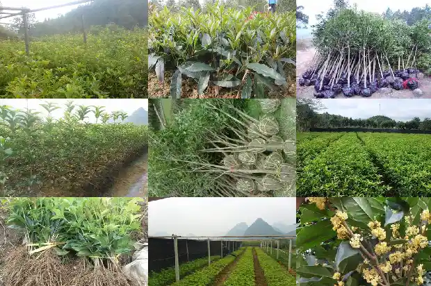 结桂花籽的桂花树和不结籽的桂花树哪个好养1685667676633