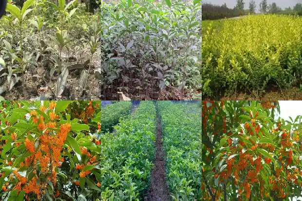 结桂花籽的桂花树和不结籽的桂花树哪个好养1685667676681