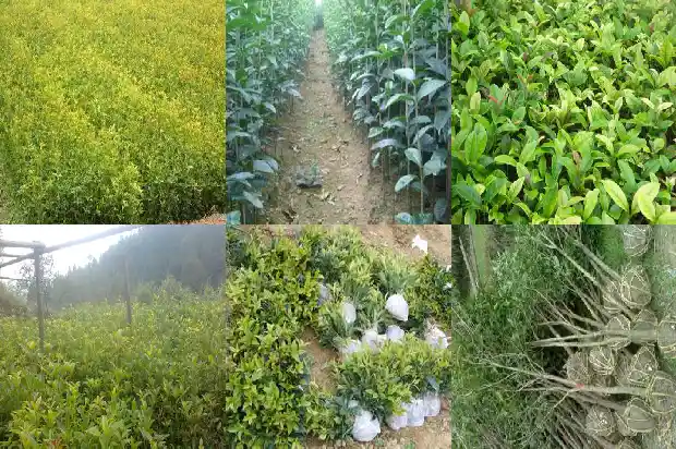 结桂花籽的桂花树和不结籽的桂花树哪个好养1685667676729