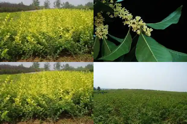 结桂花籽的桂花树和不结籽的桂花树区别在哪1685667688402