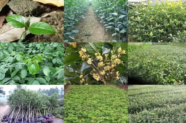结桂花籽的桂花树和不结籽的桂花树区别在哪1685667688449