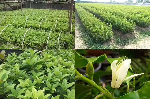 结桂花籽的桂花树和不结籽的桂花树区别在哪1685667688496