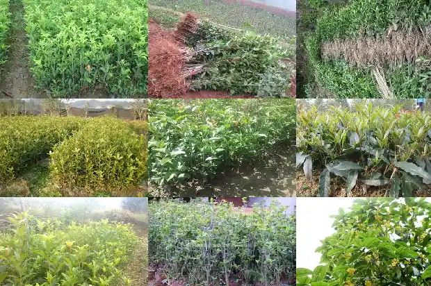 结桂花籽的桂花树和不结籽的桂花树区别在哪1685667688544