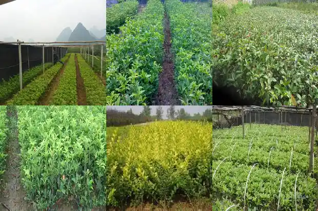 为什么有些桂花树不结籽呢1685667695739