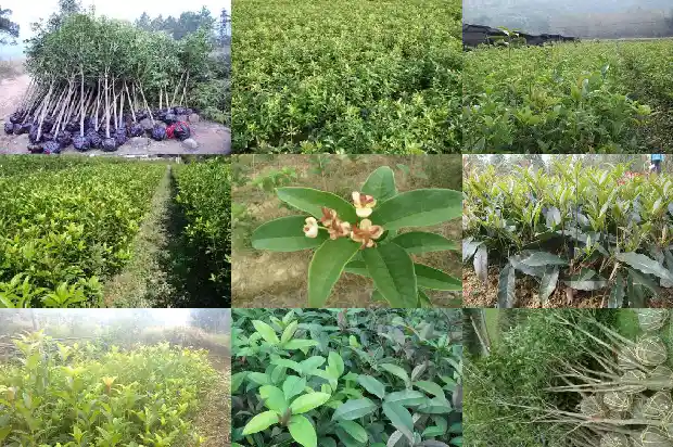 桂花树春天结籽1685667702859