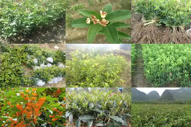 桂花树春天结籽1685667702907