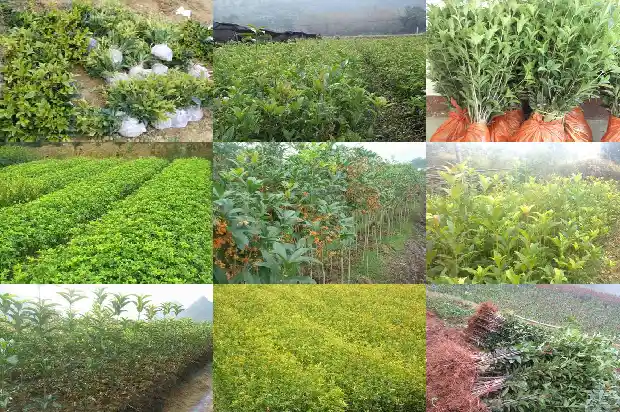 桂花树结籽是公的还是母的啊1685667712081