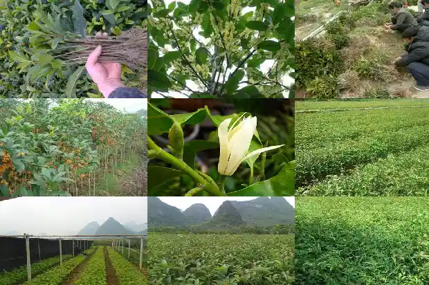 桂花树结籽是公的还是母的啊1685667712128