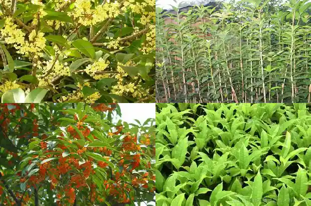 桂花树结籽有什么用途吗1685667719625