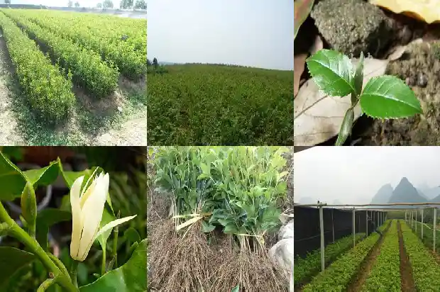 桂花树为什么有的结籽有的不结果怎么回事1685751062413