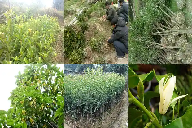 八月桂花树上结的果子能吃吗有毒吗1690504466995