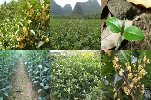 桂花树结的籽有什么作用与功效1685751126684
