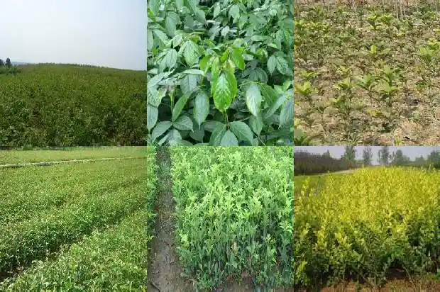 桂花树结的籽有什么作用与功效1685751126778