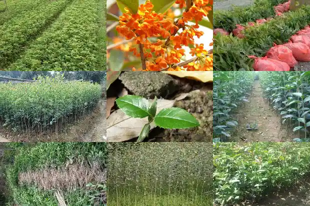 桂花树籽有什么用处1685751205086