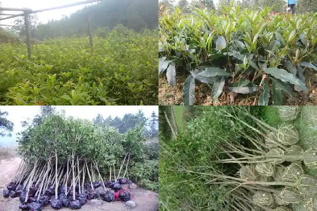 怎么做才能让桂花树不结籽呢1685751292460