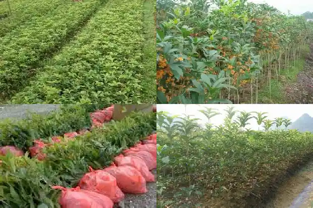 河南桂花树价格最新价格表1689985776026
