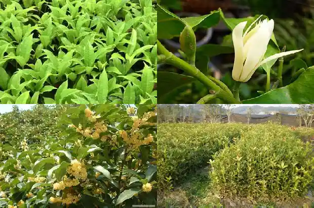 桂花树结的籽能泡酒吗怎么泡1685751373387