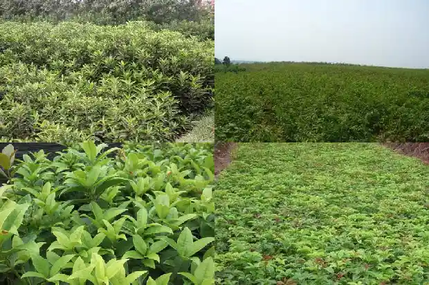桂花树结的籽能泡酒吗能喝吗1685751409098