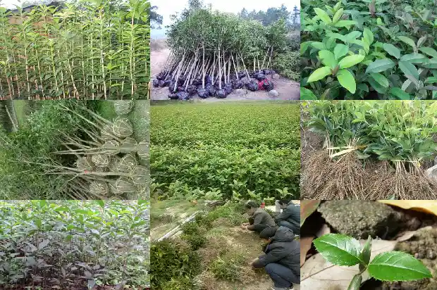 桂花育苗技术1690504713017