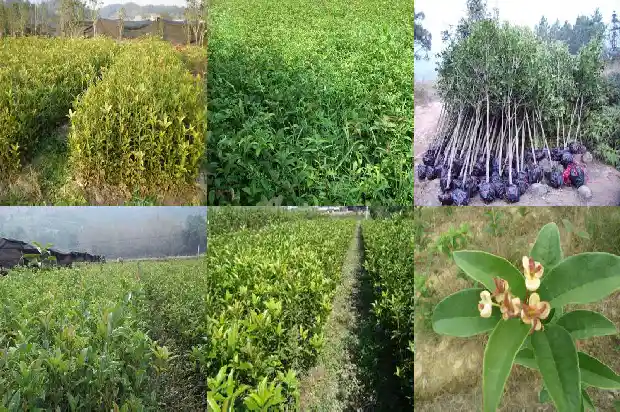 桂花树结的籽能泡酒吗能喝吗1685751409192