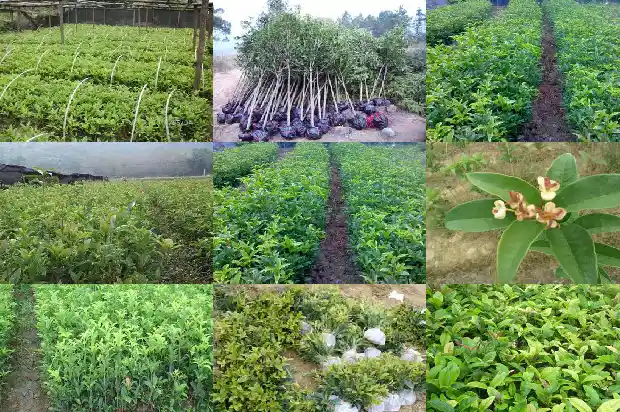 桂花籽泡酒的制作方法1685751439177