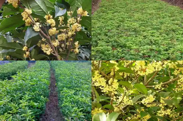 桂花树都会结籽吗为什么呢1685751504222