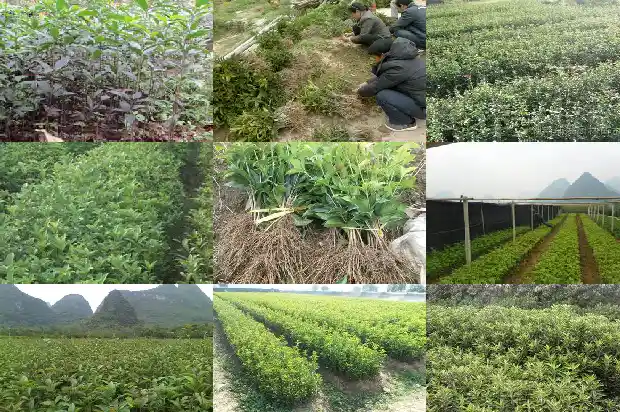 桂花树结籽是什么药材1685751531916