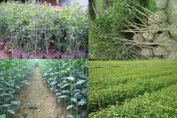 桂花树结籽是什么药材1685751531963