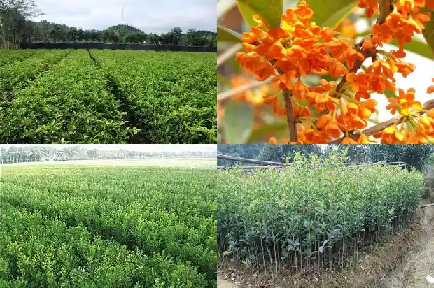 桂花树结籽是什么药效1685751555150