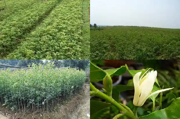 桂花树独杆的贵还是丛生的贵呢1689838236757