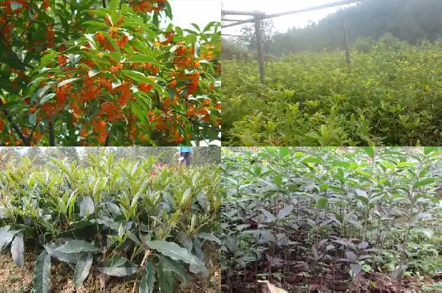 桂花枸杞玫瑰花泡茶的功效与作用禁忌1689121639152