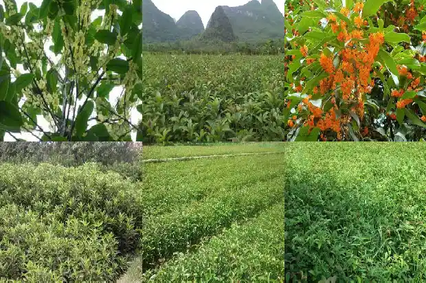 桂花树结籽特点是什么样的1685751612227