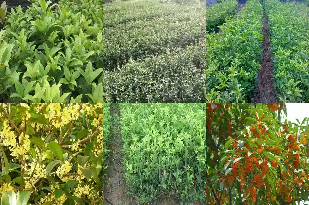 桂花哪个品种的花最香1685751638018