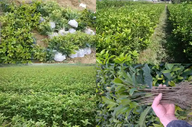 桂花茶是凉性还是热性的呢1689381840053