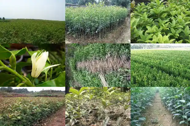 长籽的桂花是什么品种1685751660078